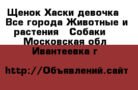 Щенок Хаски девочка - Все города Животные и растения » Собаки   . Московская обл.,Ивантеевка г.